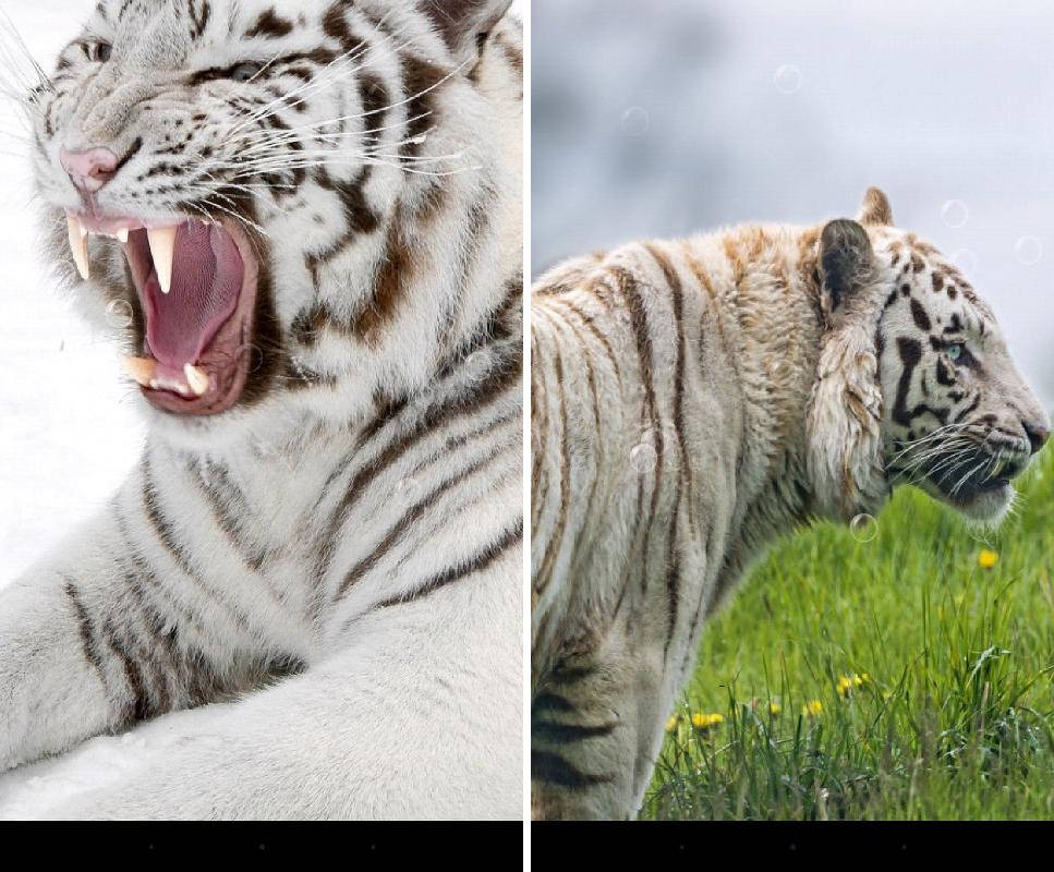 Скриншот Тигр Живые обои на андроид