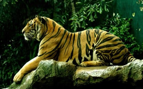 Тигр Живые обои