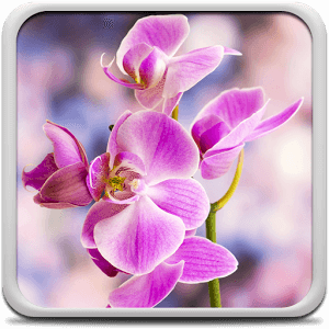 Oрхидея Живые Обои